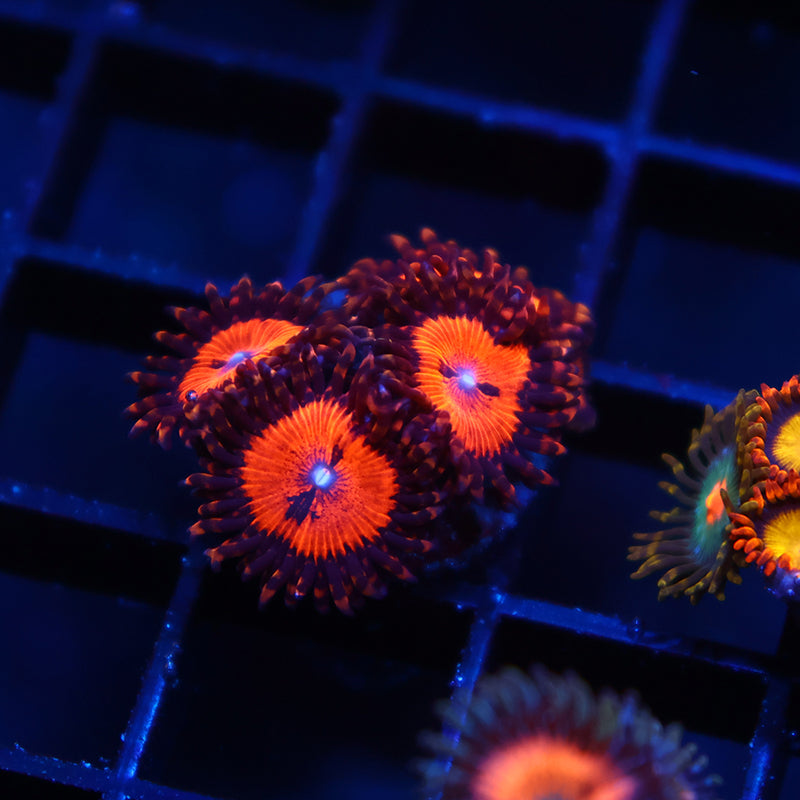 WWC Bloodsuckers