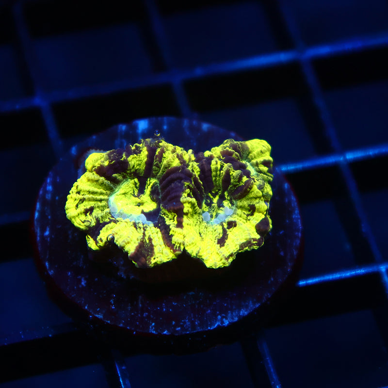 TCK Toxic Camo Favia