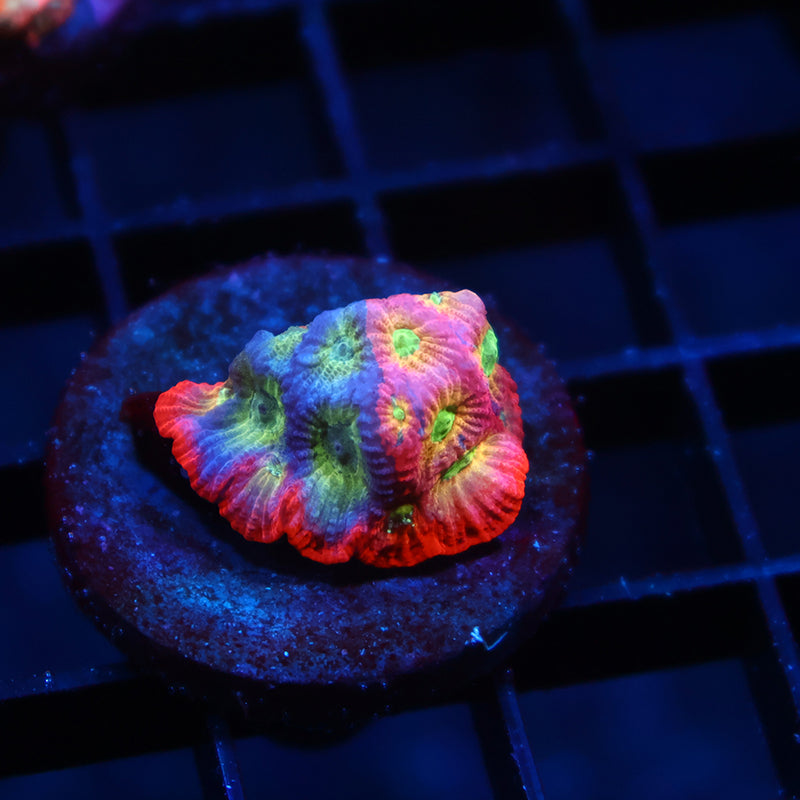 JF Dayglo Favia