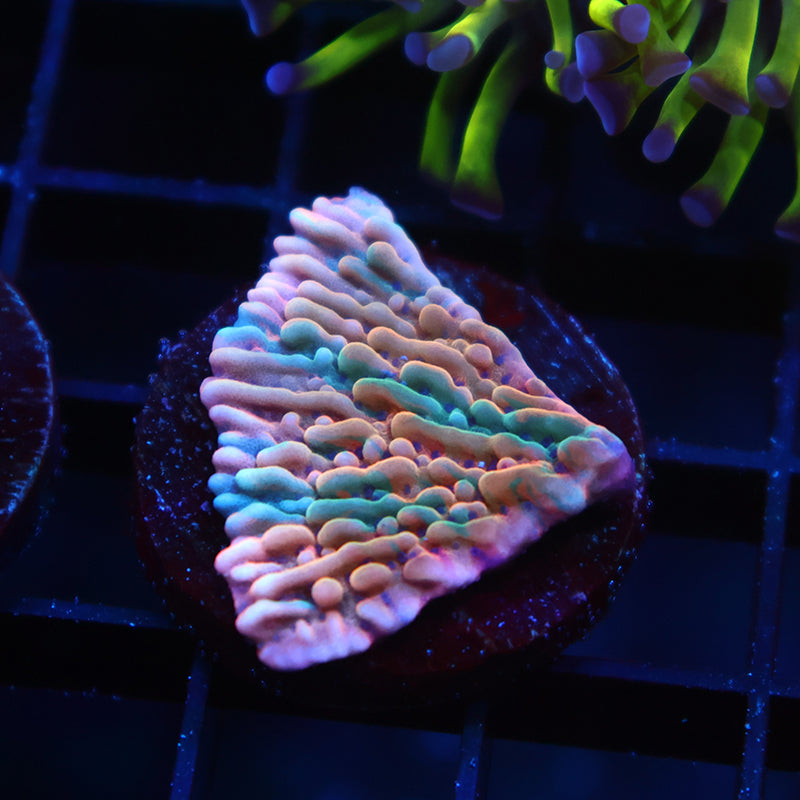 TCK Grafted Slowburn Monti