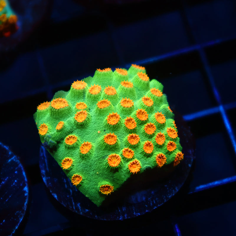 TCK Reptar Cyphastrea