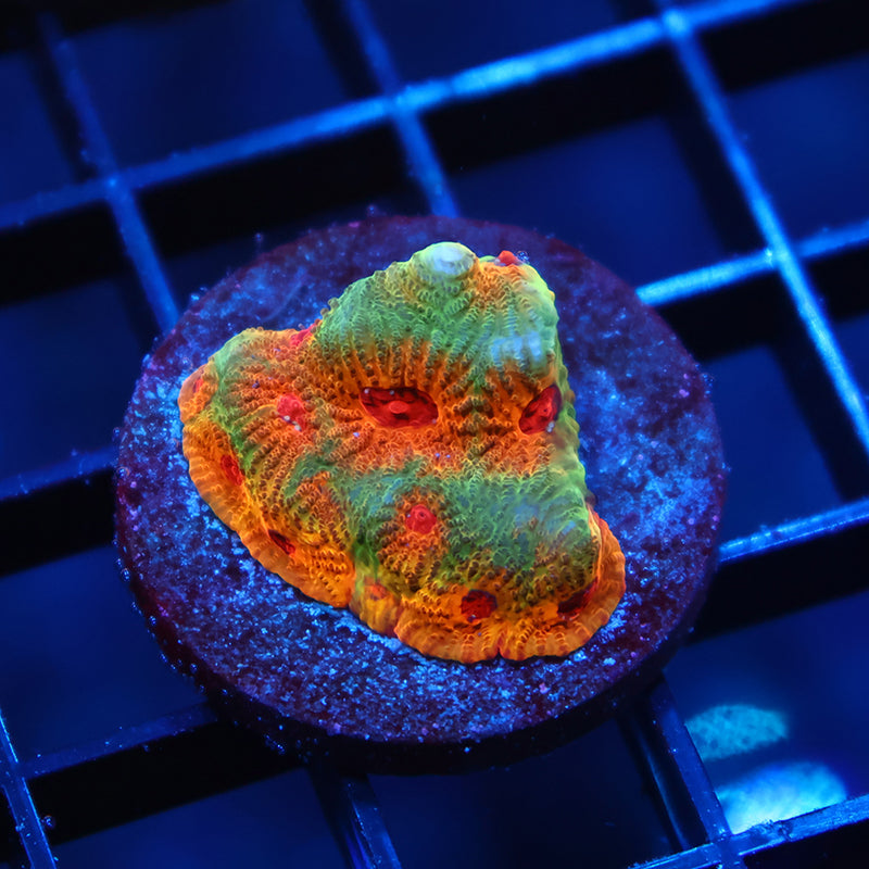 TCK Fascination Favia