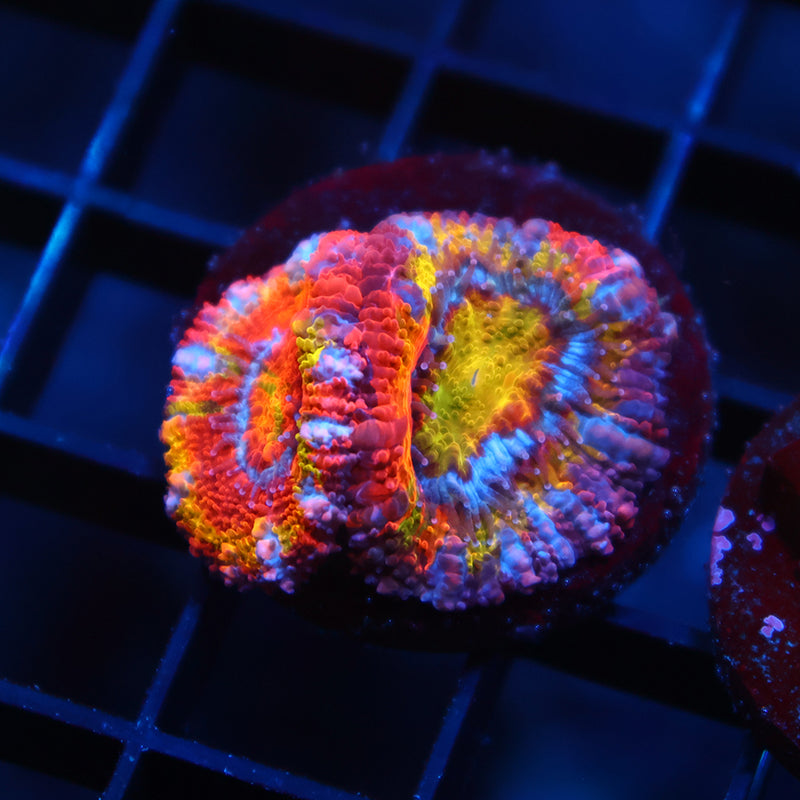 Incredible TCK Two Faced Grafted Rainbow Acan