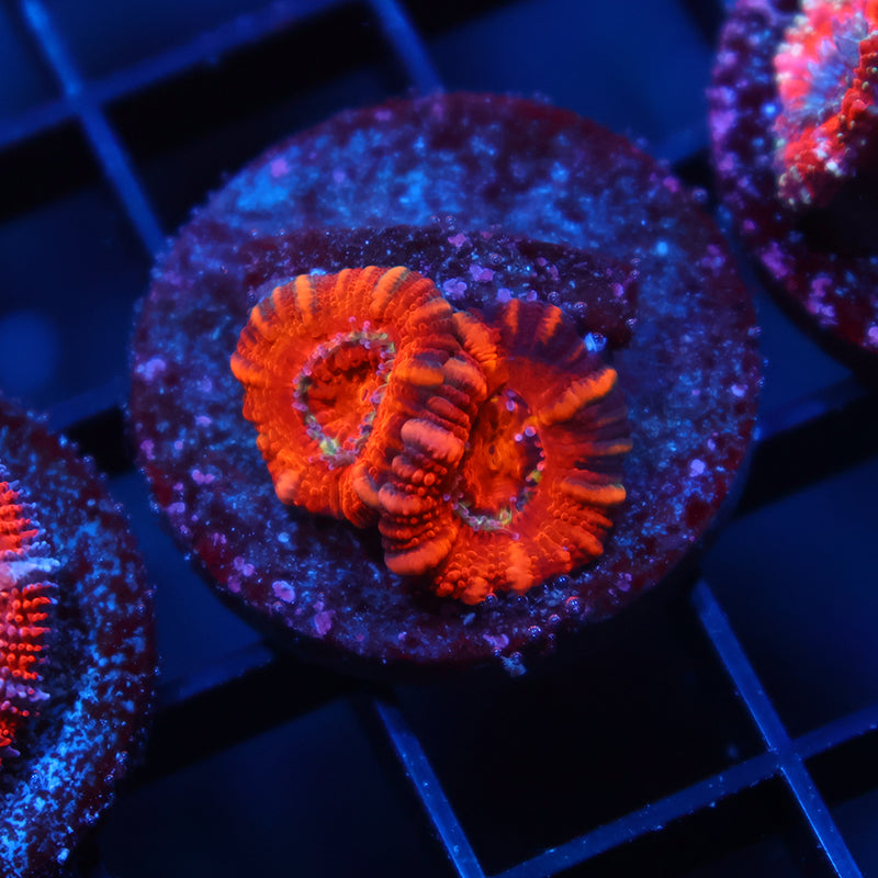 Red Lord