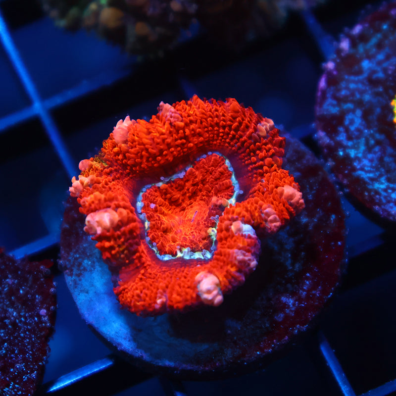 Awesome Red Lord