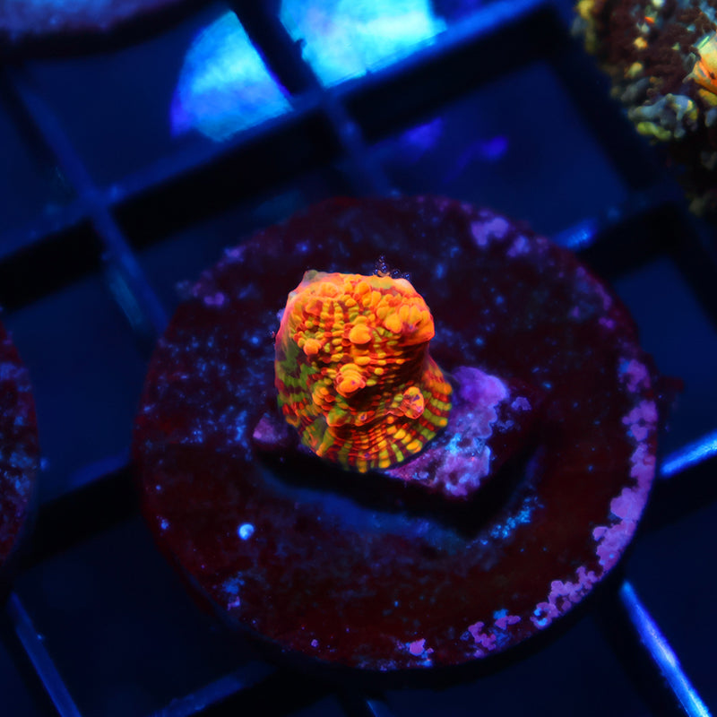 Tiny TCK Inferno Convict Chalice