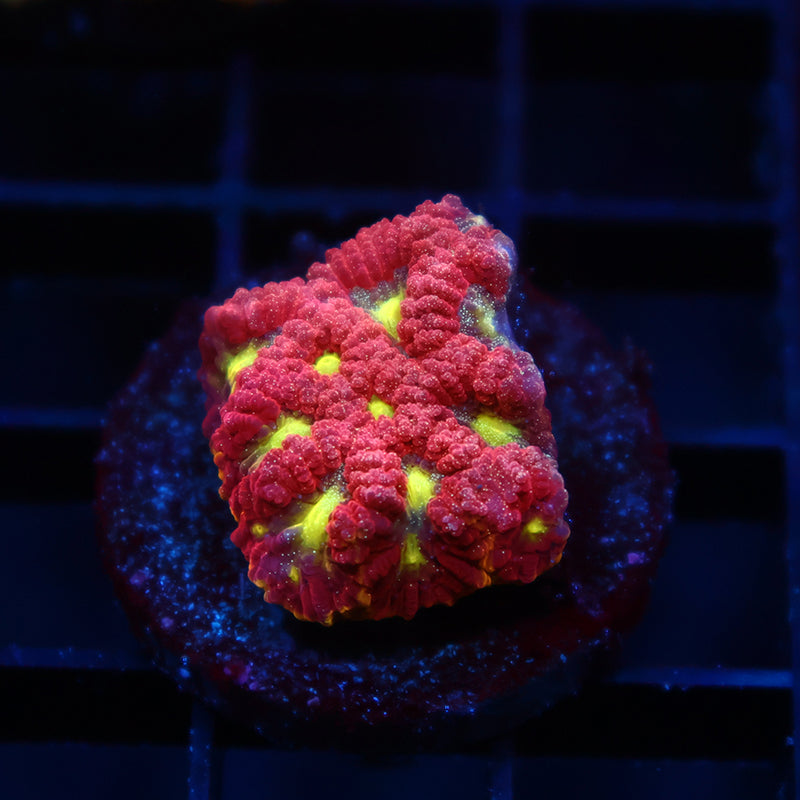 WWC Blood Diamond Favia
