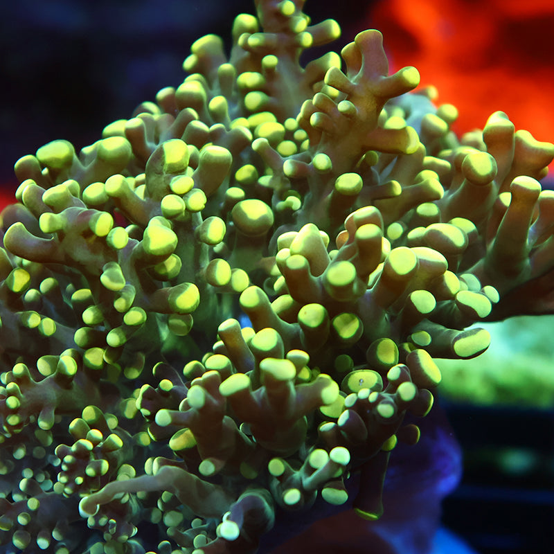 TCK Branching Lemon Lime Frogspawn
