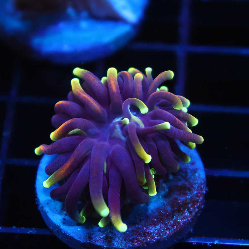 Tiny TCK Yellow Tips Indo Gold Torch