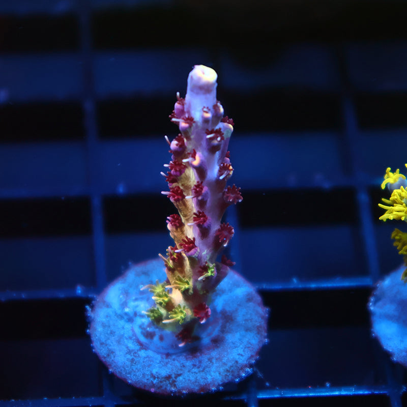 TCK Grafted Kaleidoscope