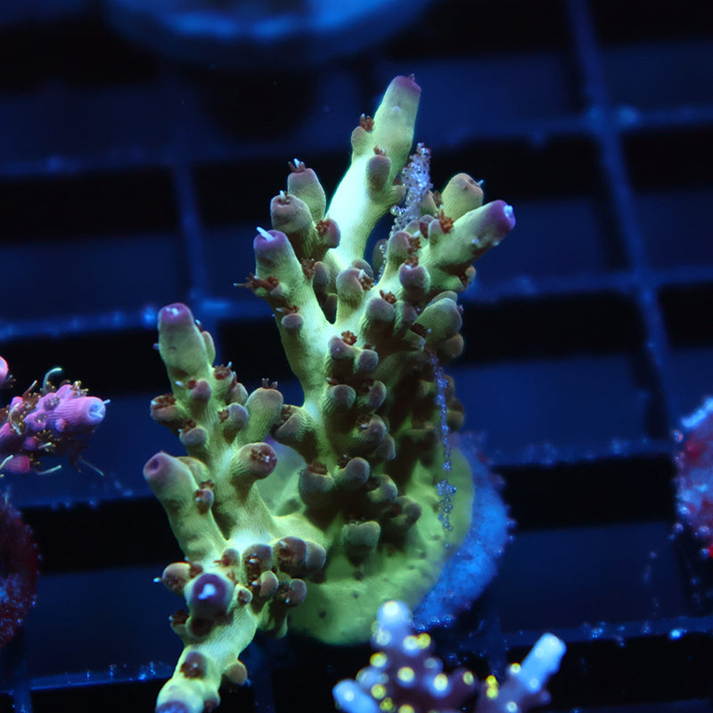 TCK Purple Tip Singapore Acro