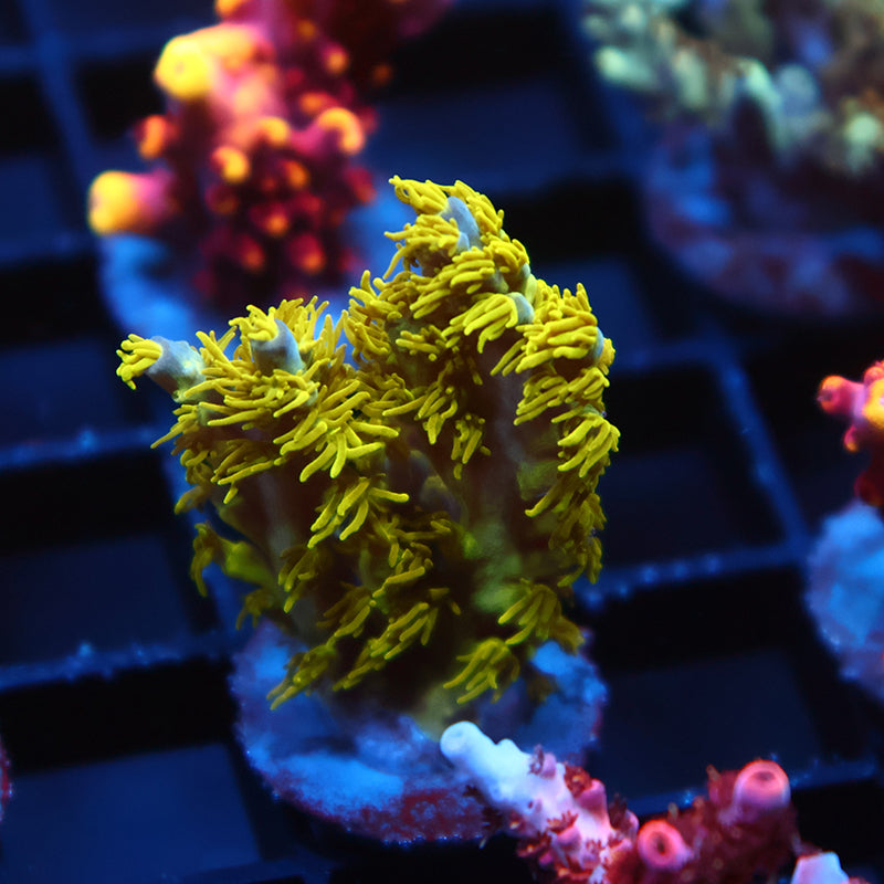 RRC Marvin The Martian