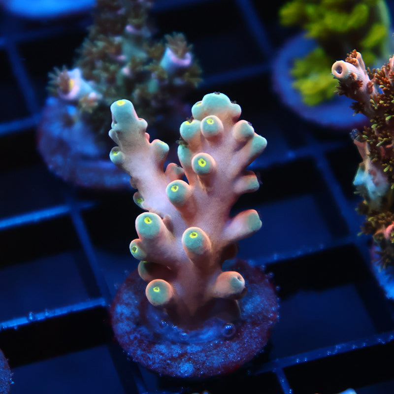 RRC Hellfire Echinata