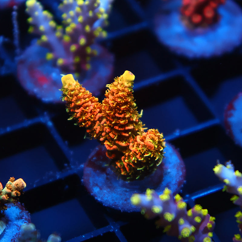 JF Solar Flare Milli