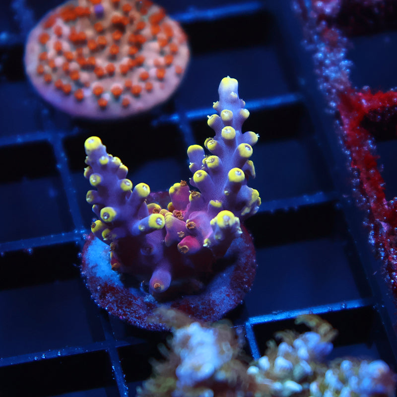 TCK New Dragon Acro
