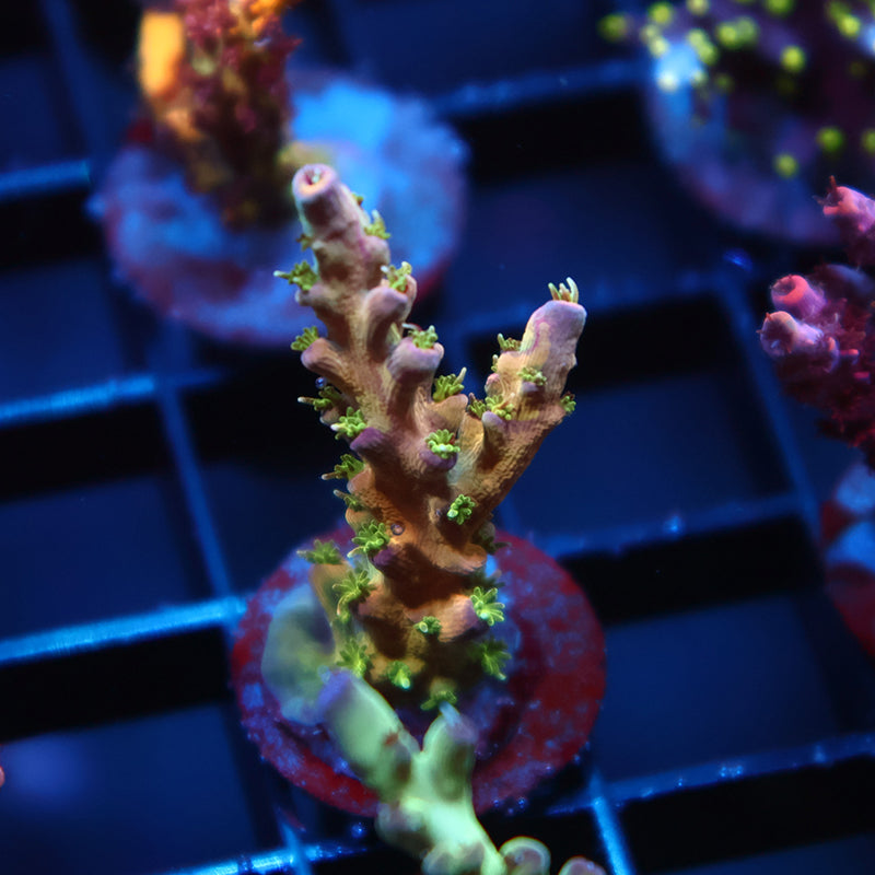 TCK Grafted Kaleidoscope