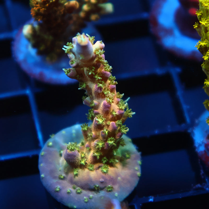 TCK Grafted Kaleidoscope