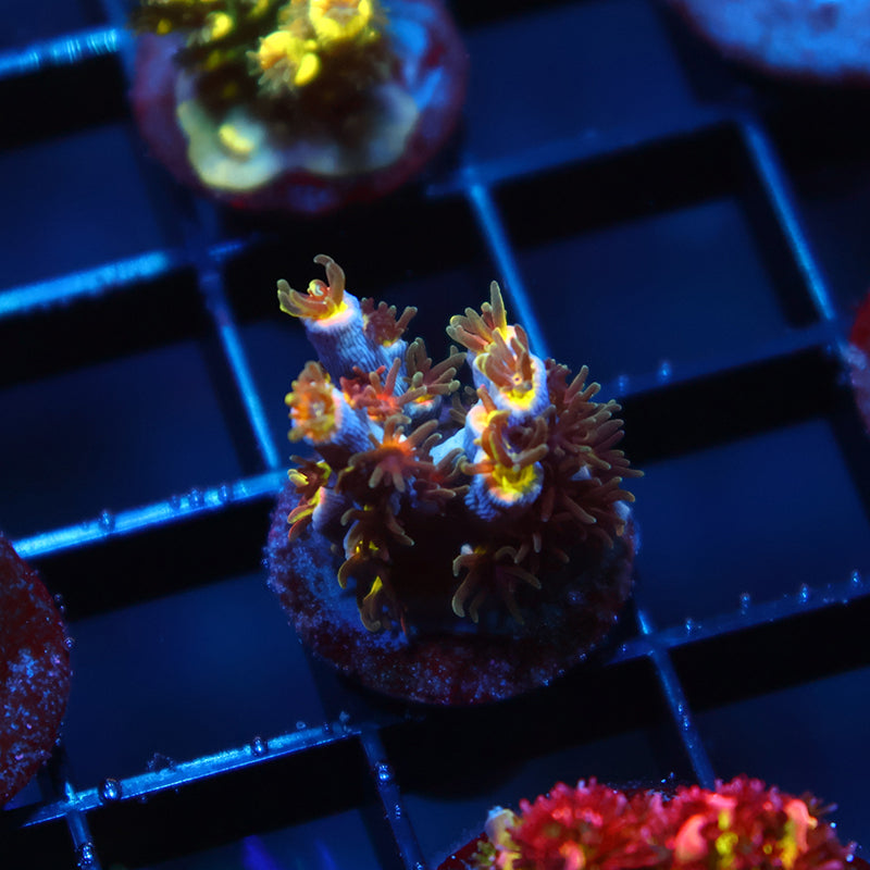 TCK Hyperdrive Speciosa