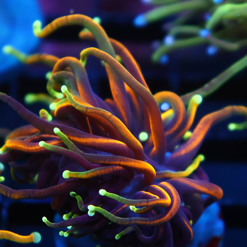 TCK Insane Hellfire Torch