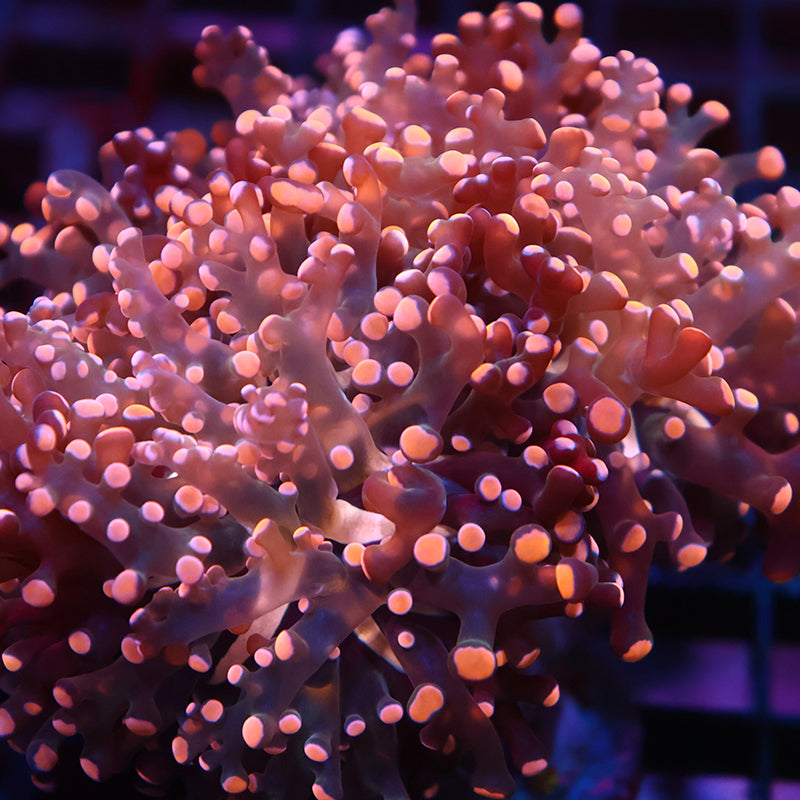 TCK Branching Gold Frogspawn