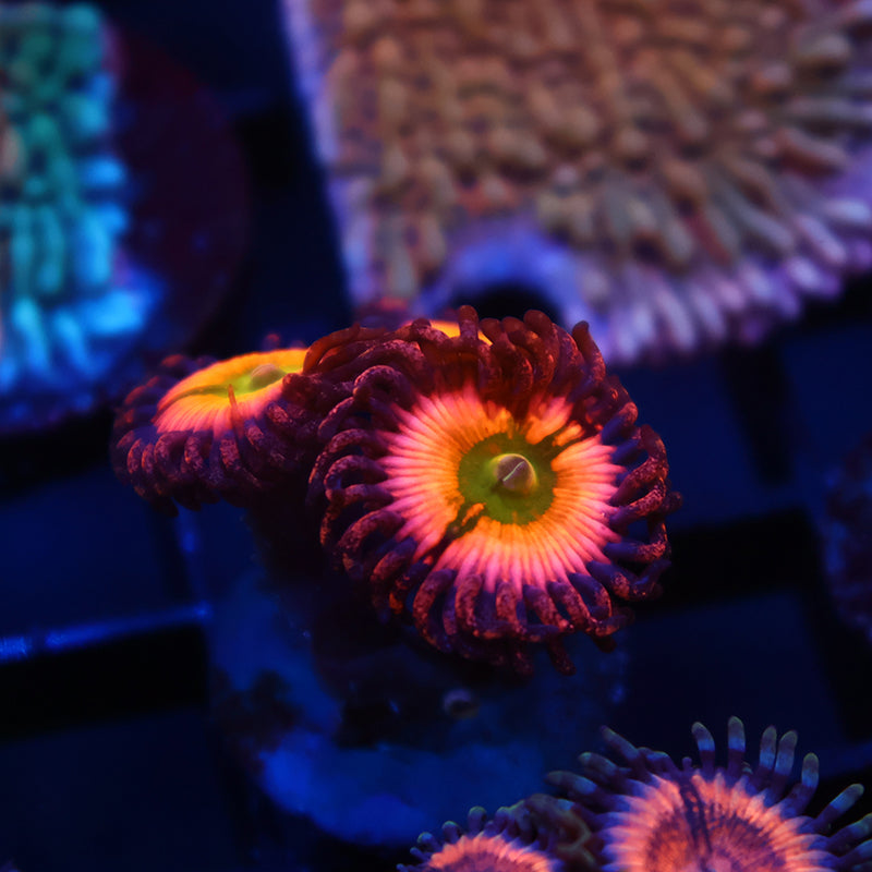 Rainbow Infusions