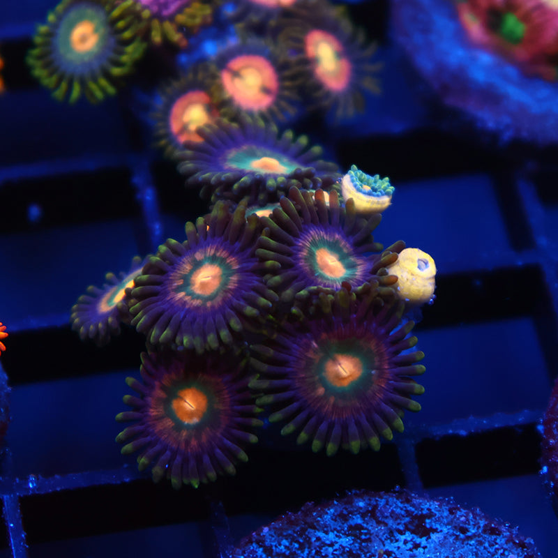 Awesome Zoas