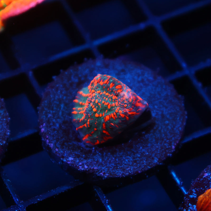 WWC Cherry Garcia Chalice