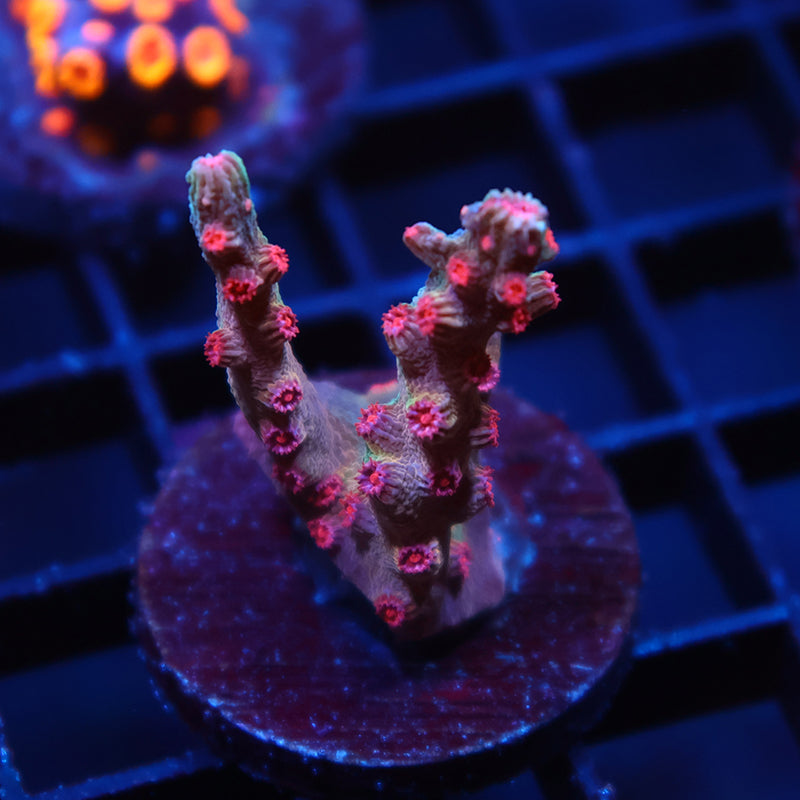 TCK Branching Cyphastrea