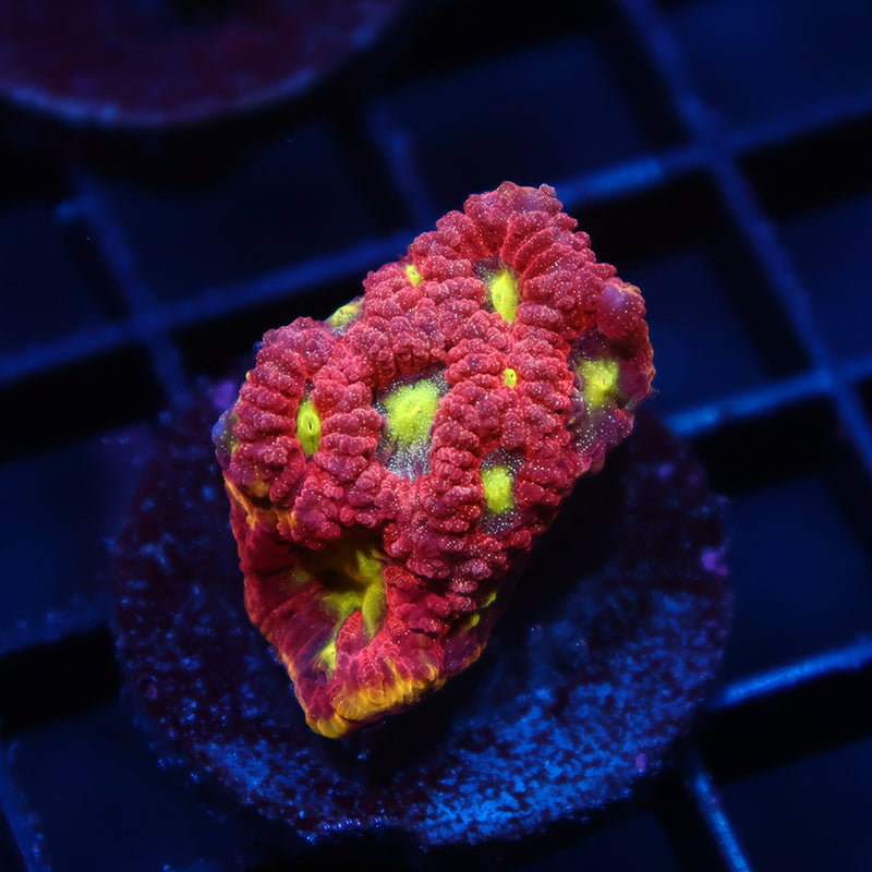 WWC Blood Diamond Favia