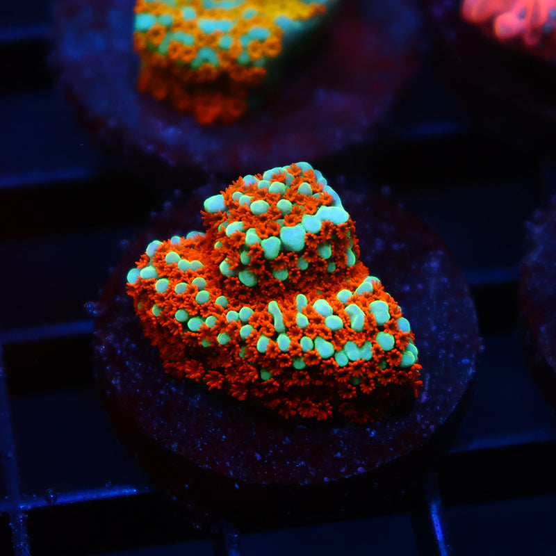 JF Aquaman Monti