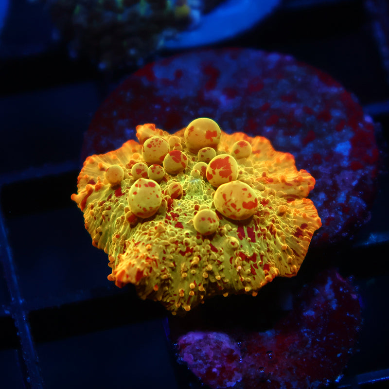 Crazy Mythical Coral's Eclectus Bounce Mushroom