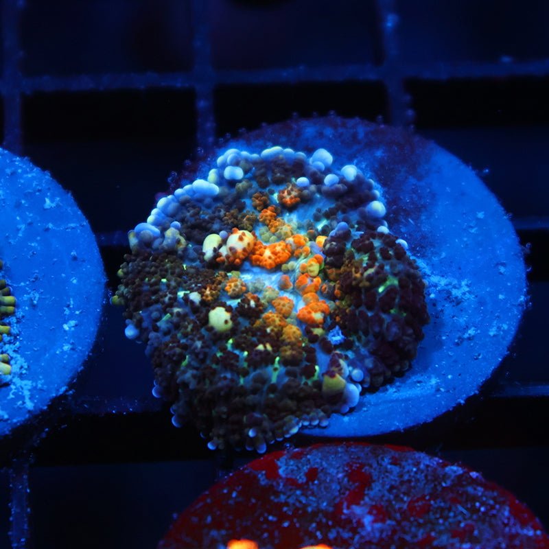 TCK Powerball Mushroom
