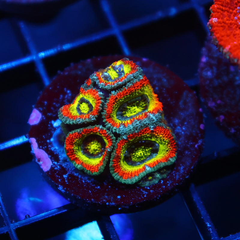 TCK HG Micromussa