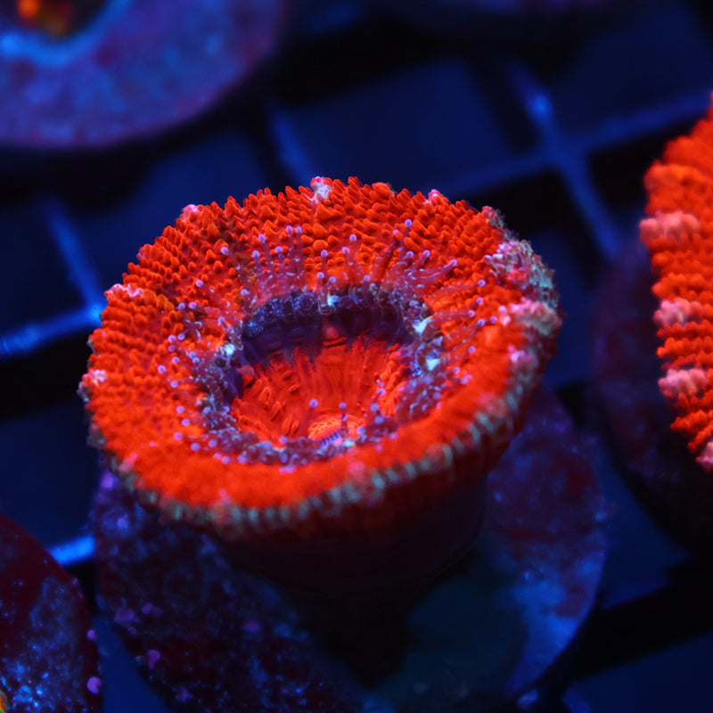 Red Acan