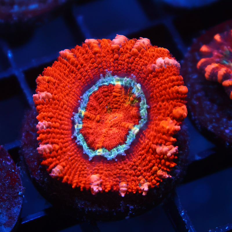Juicy Red Acan