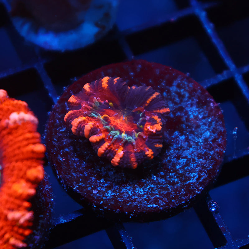 Stripes Acan