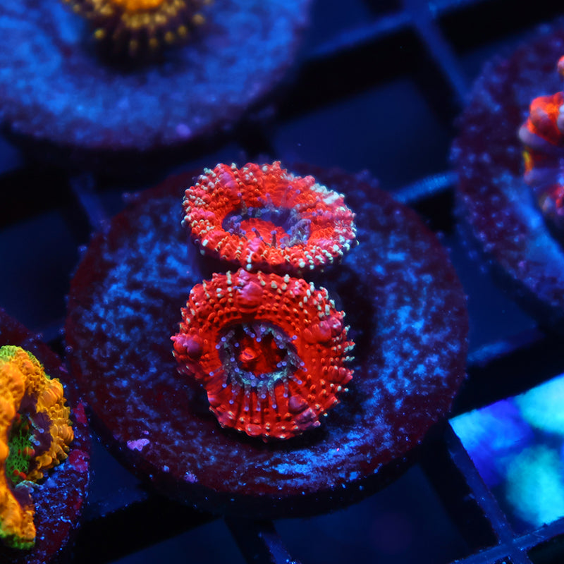 TCK Glitter Acan