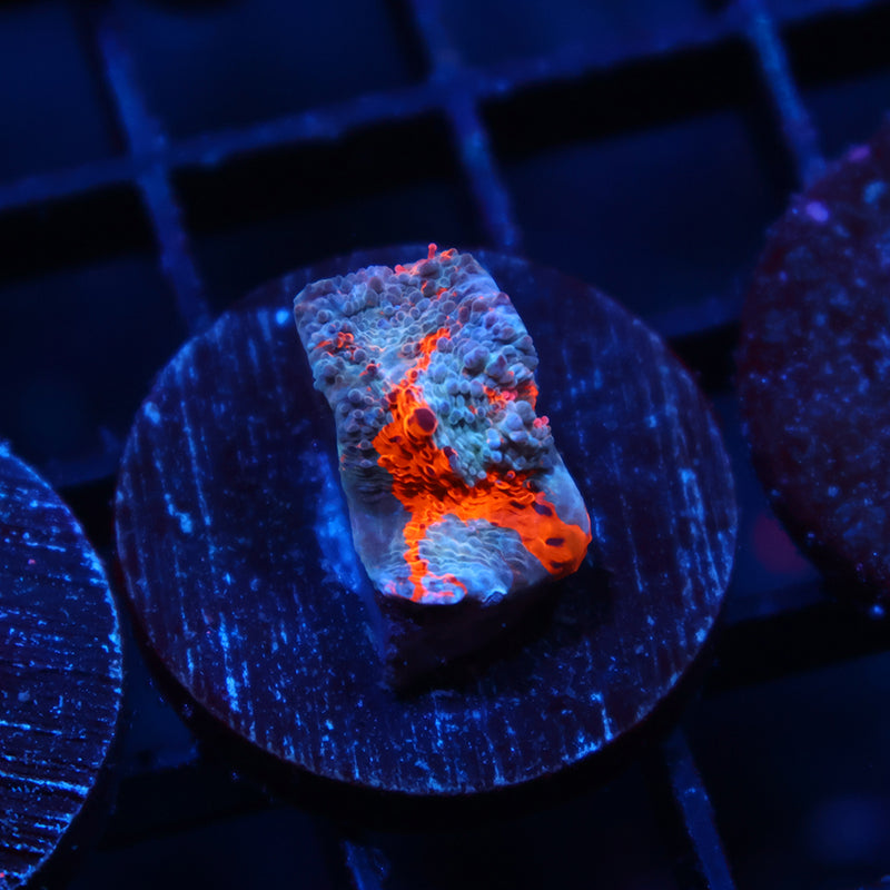 TCK Lightning Orenji Chalice