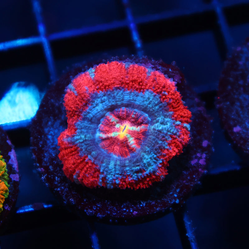 TCK Rainbow Center Asia Acan