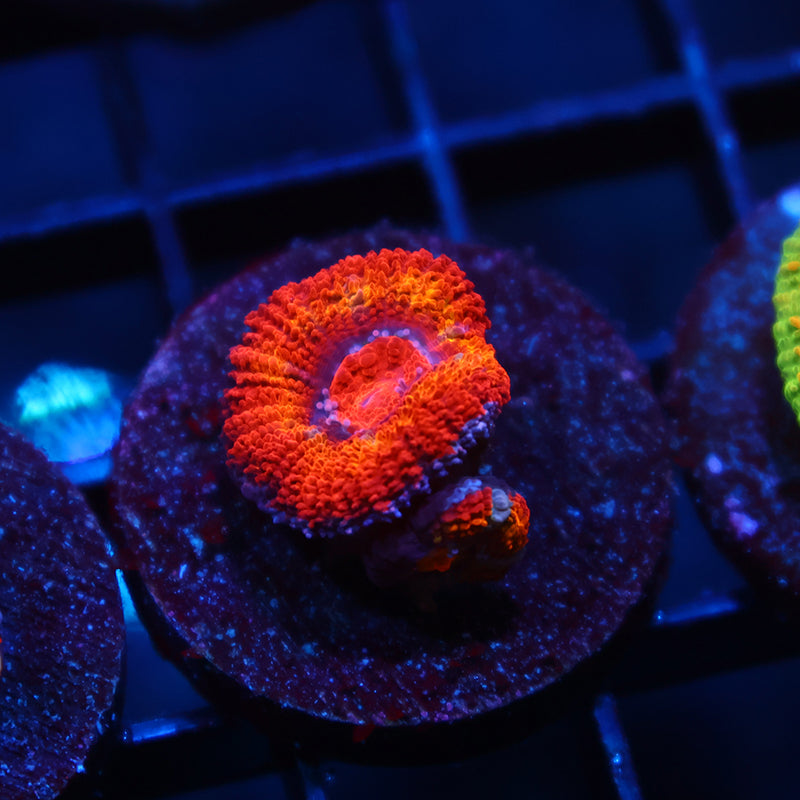 TCK Rainbow Acan