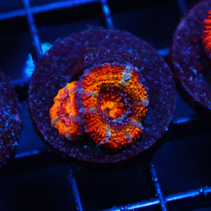TCK Rainbow Acan
