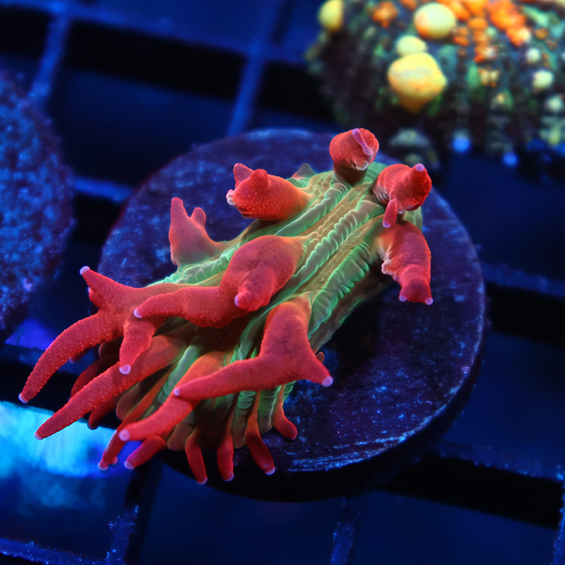 TCK Shaggy Hellfire Diaseris