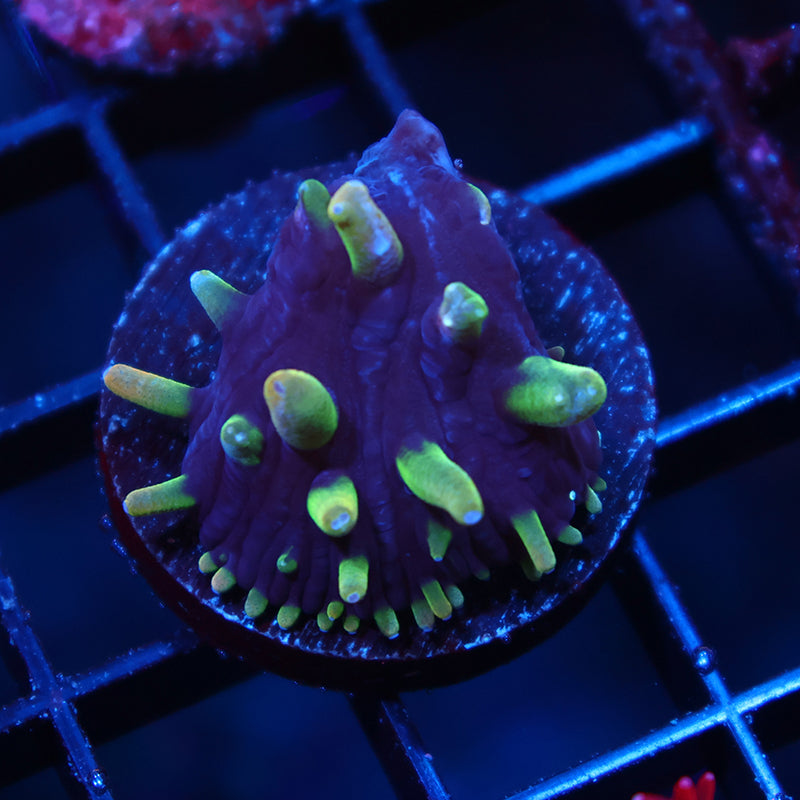 TCK Nightmare Plate
