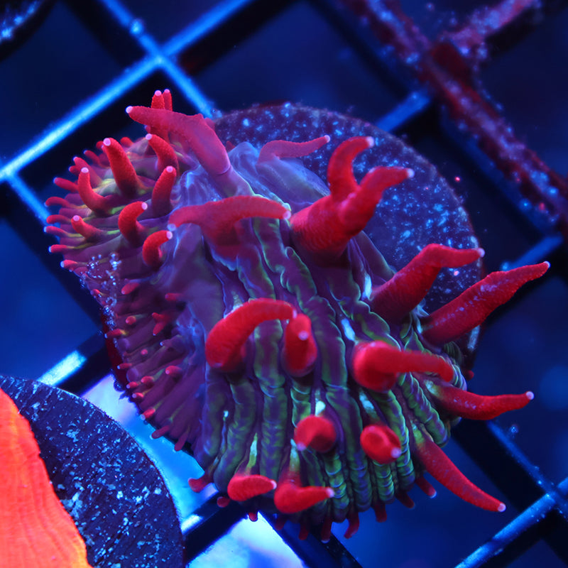 TCK Crazy Red Plate