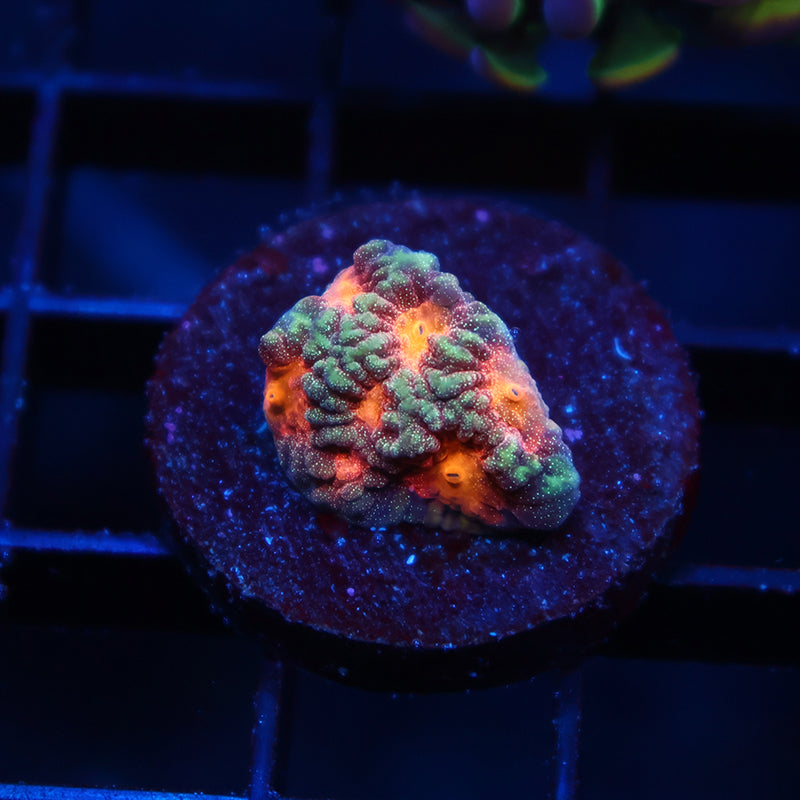 TCK Insane Sparkly Favia