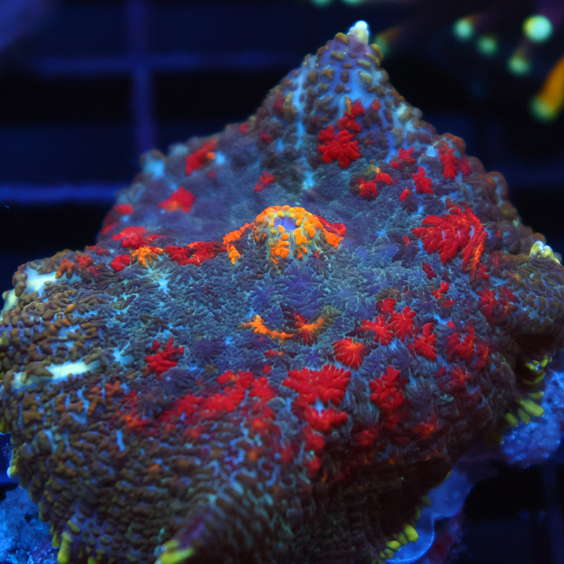 TCK Rainbow Rhodactis