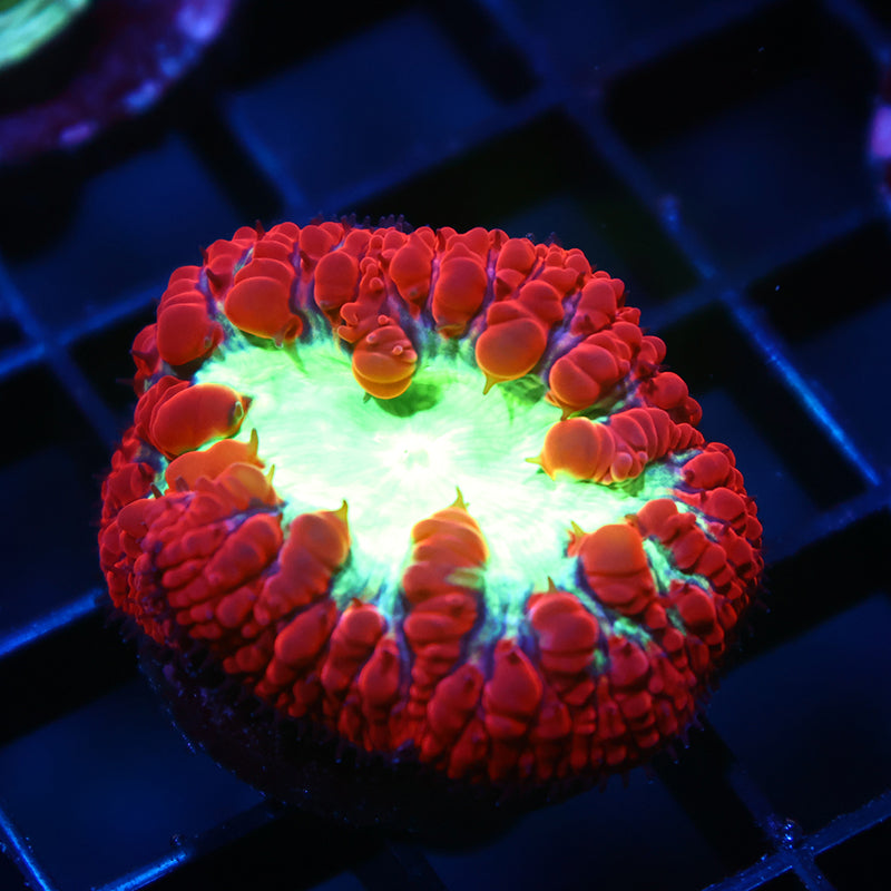 TCK Big Polyp Sour Apple Blasto