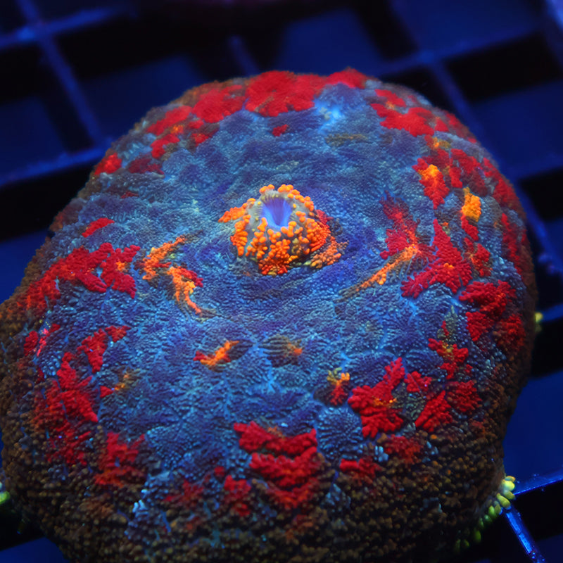 TCK Rainbow Rhodactis