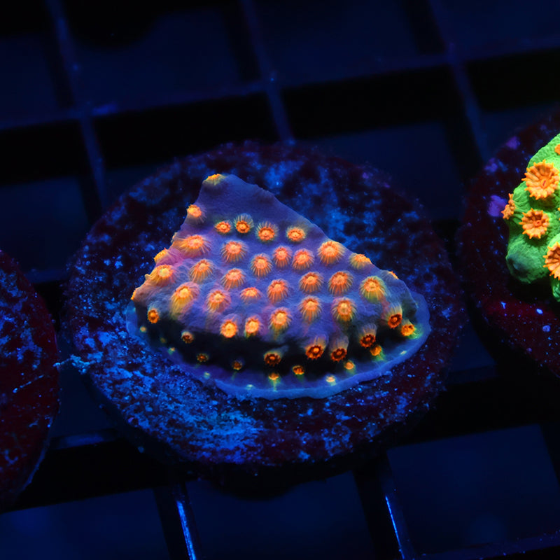 TCK Rainbow Comet Cyphastrea
