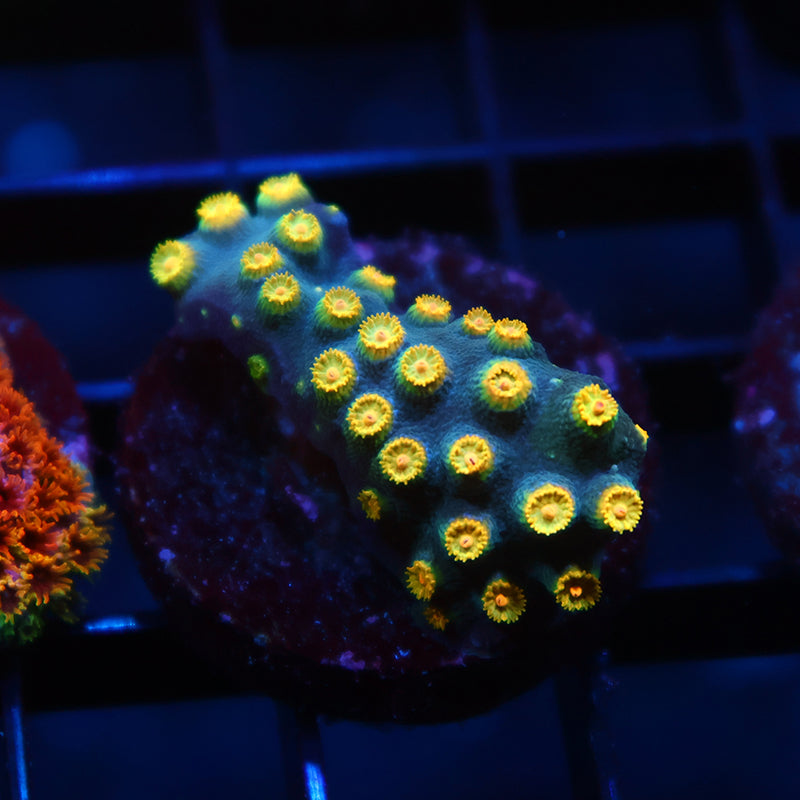 Zoolander Cyphastrea